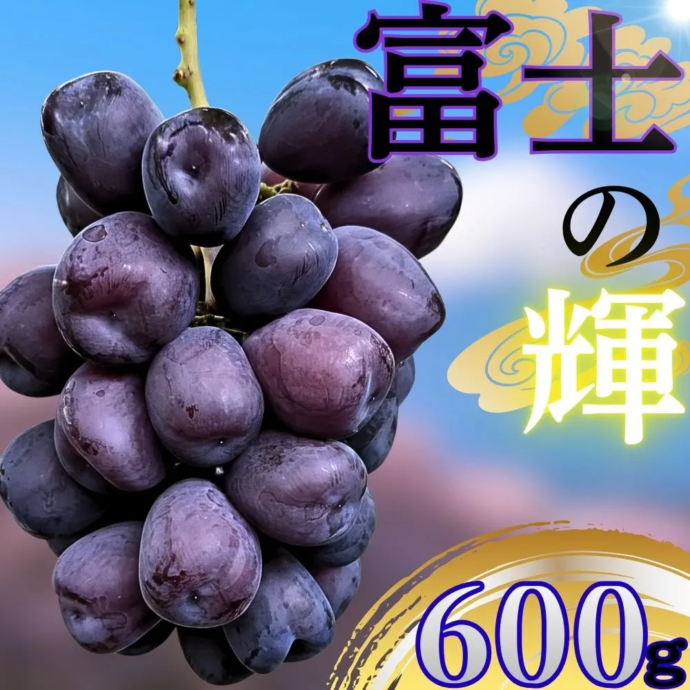 朝日町産 ぶどう 「富士の輝」600ｇ特秀品 2026年産 農家直送 山形県 朝日町産 山形産 高級 ブドウ 葡萄 グレープ 果物 フルーツ 秋 送料無料