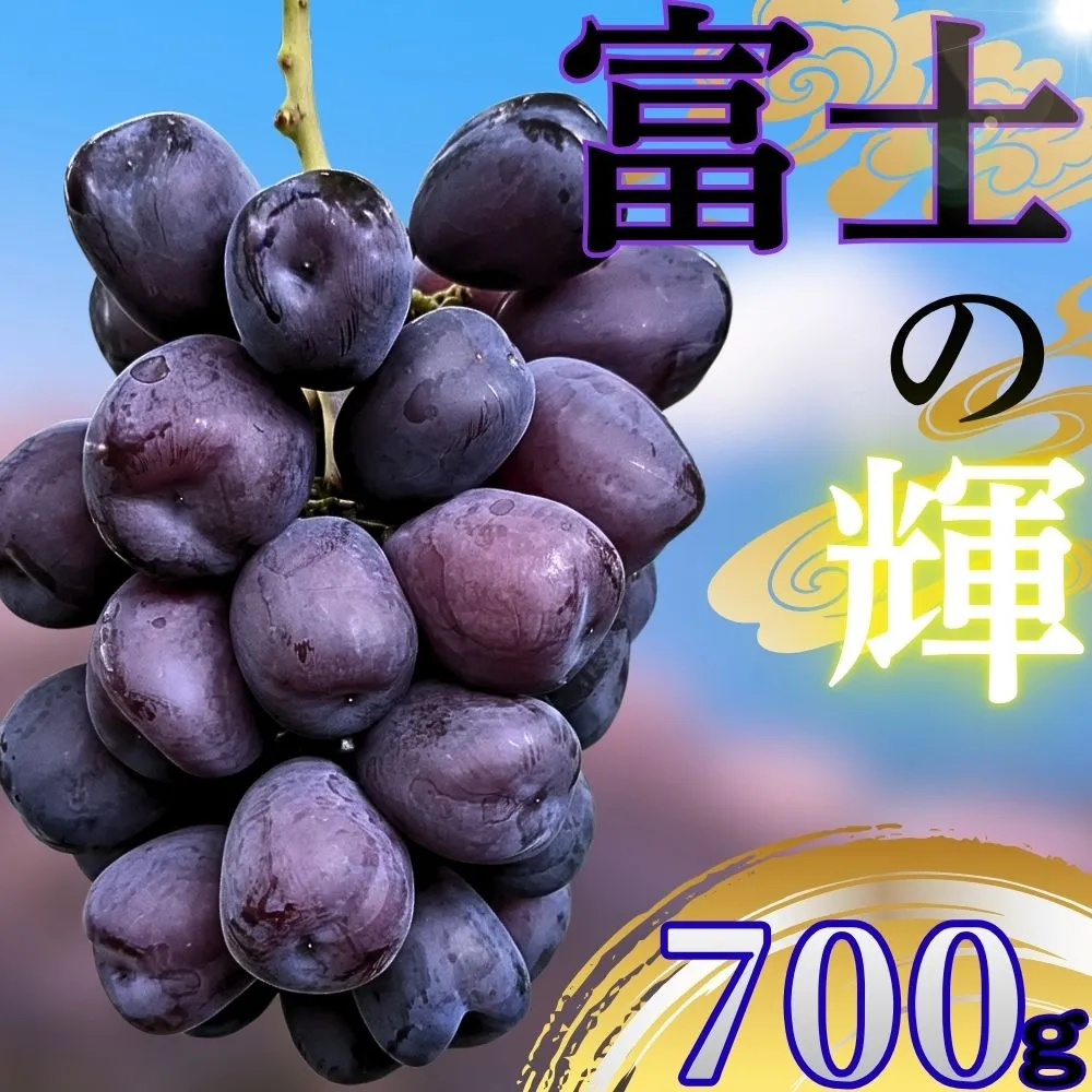 朝日町産 ぶどう 「富士の輝」700ｇ特秀品 2026年産 農家直送 山形県 朝日町産 山形産 高級 ブドウ 葡萄 グレープ 果物 フルーツ 秋 送料無料