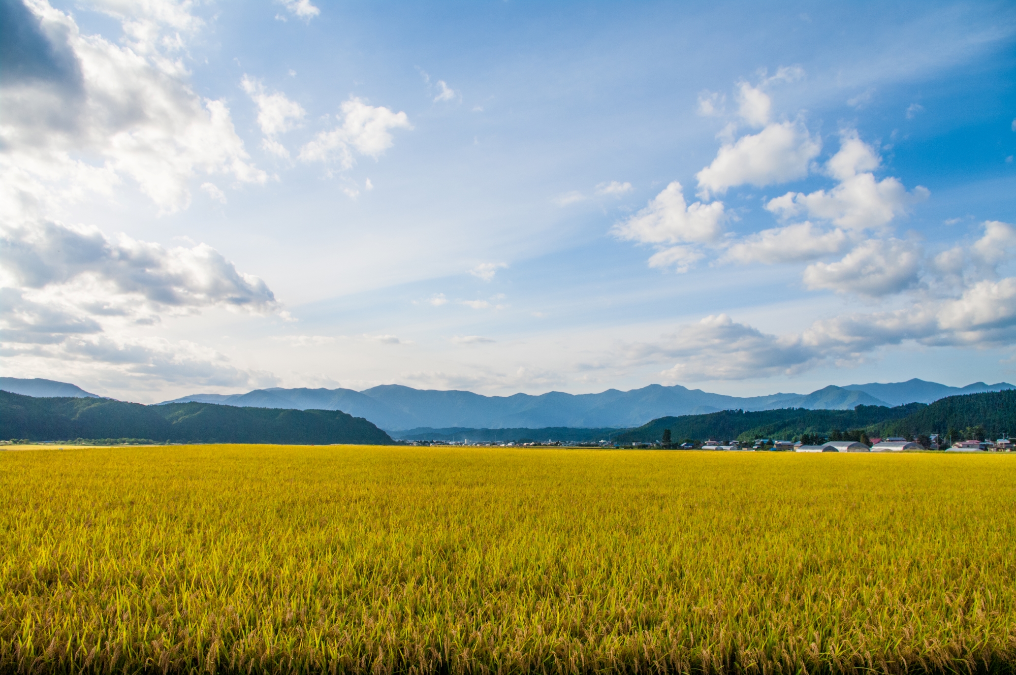 最上町のお米