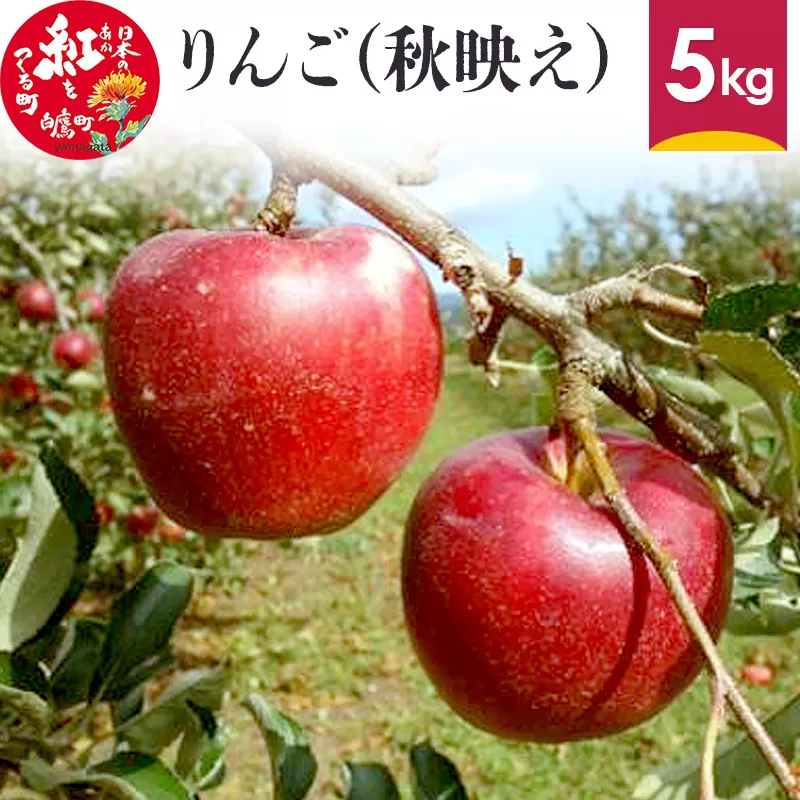 りんご (秋映え) 5kg 山形県産 フルーツ 果物 リンゴ 林檎 【2024年10月上旬～10月下旬に順次発送予定】 