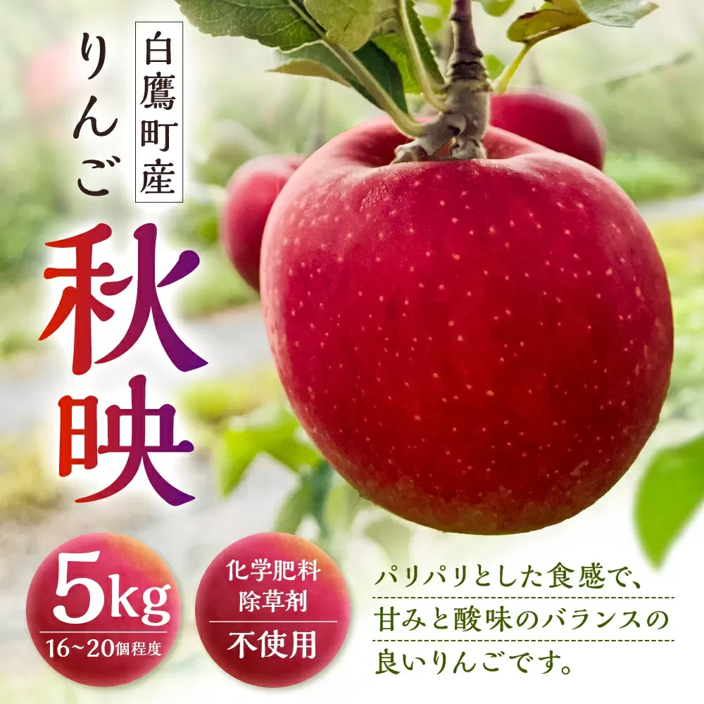 白鷹町産りんご （秋映） 5kg りんご 林檎 果物 くだもの フルーツ 旬 秋映 国産 山形県 白鷹町 【2025年9月下旬～10月上旬発送予定】