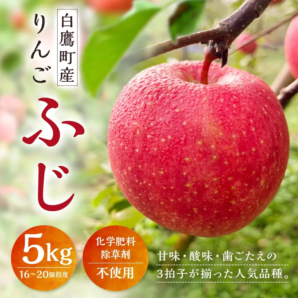 白鷹町産りんご （ふじ） 5kg りんご 林檎 果物 くだもの フルーツ 旬 ふじ 国産 山形県 白鷹町 【2025年11月下旬～12月上旬発送予定】