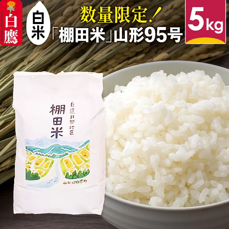 【白米】山形県産 棚田米 白鷹ほまれ 5kg 山形95号 令和6年産 【2024年10月下旬～11月下旬に順次発送予定】