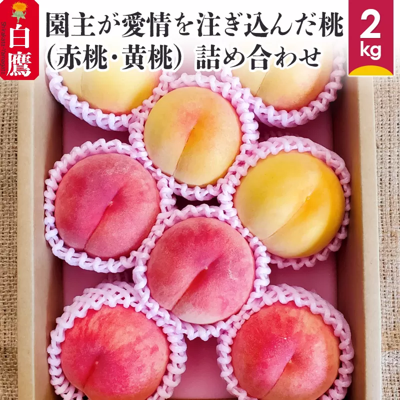 園主が愛情を注ぎ込んだ【桃】2kg 約6～11玉  (赤桃・黄桃)  詰め合わせ 山形県産 【2025年8月発送予定】
