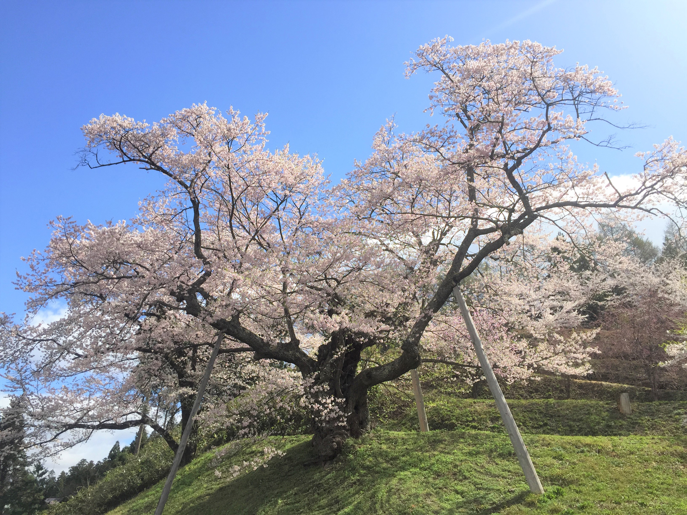 春はサクラ。