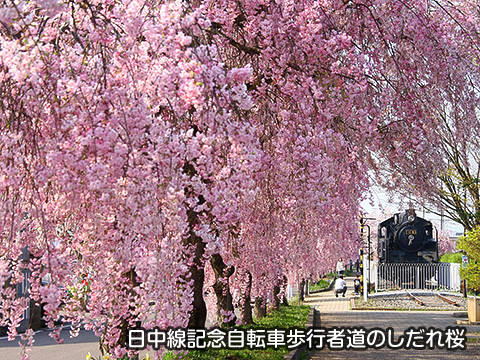 7.日中線記念自転車歩行者道しだれ桜並木の観光地づくり