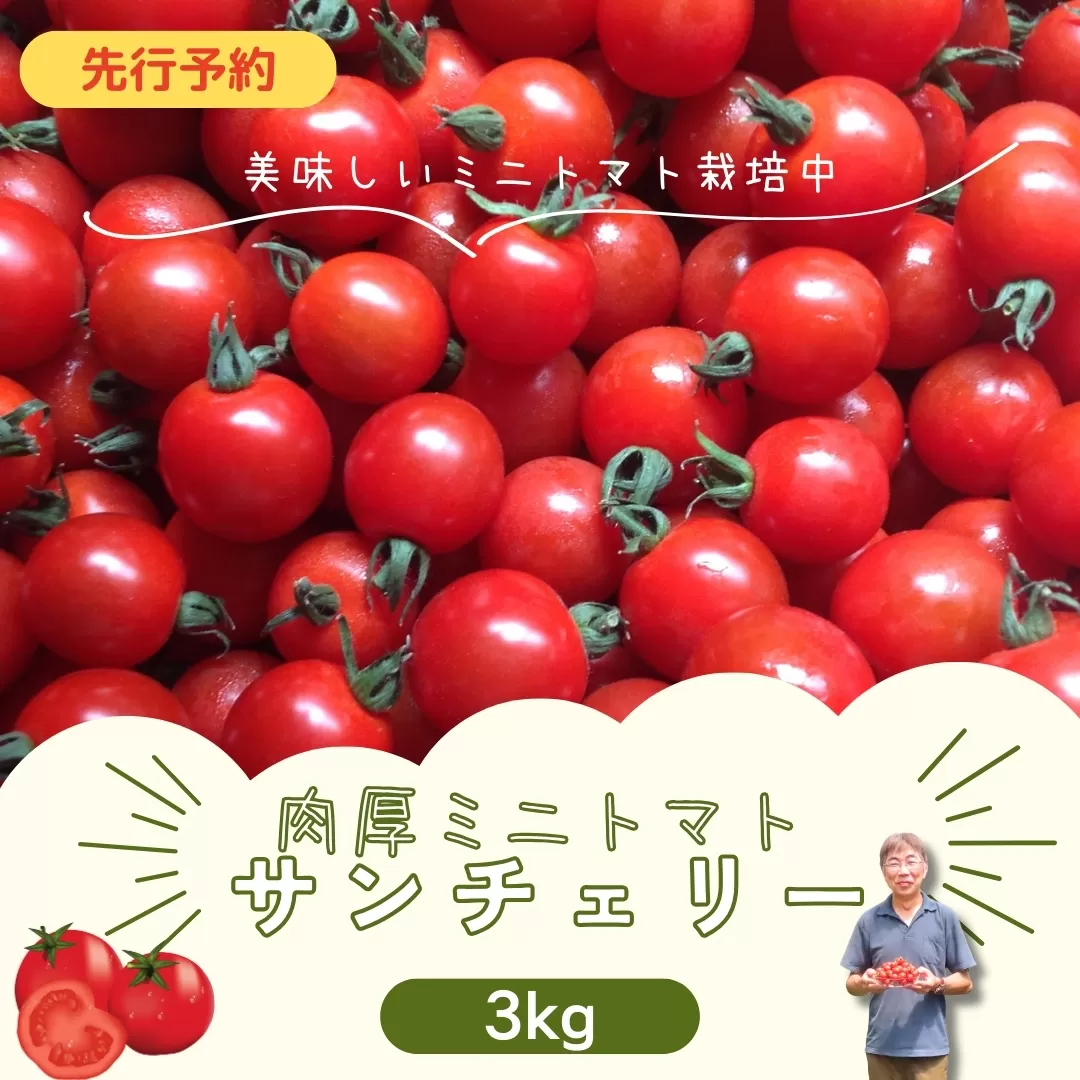 ミニトマト サンチェリー 3kg 7月発送 大容量 トマト プチトマト 新鮮 野菜 農家直送 3キロ おすすめ おいしい ギフト 贈答 プレゼント 福島県 田村市 田村 よしのや農園