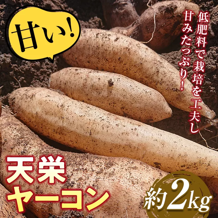甘い！特別栽培で作った天栄ヤーコン 約2kg 生芋 レシピ様々 芋 イモ 根菜 福島県 天栄村 F21T-114
