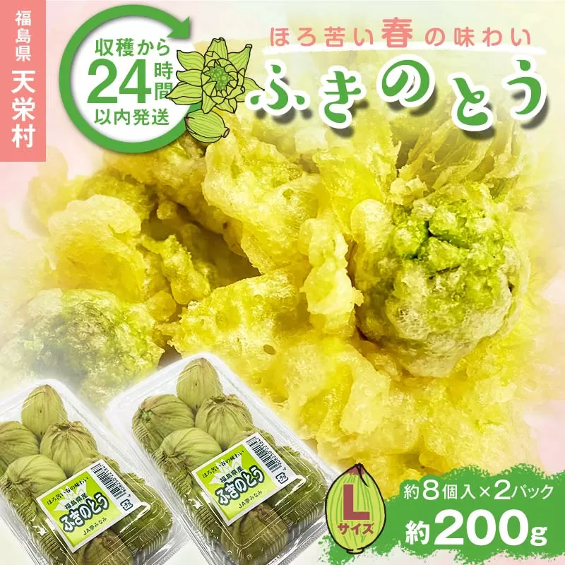 収穫から24時間以内に発送！ほろ苦い春の味わい「ふきのとう」Lサイズ200g（約16個） F21T-348