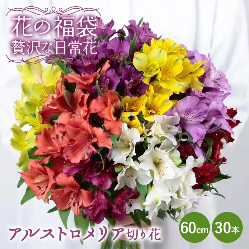 「花の福袋」“贅沢な日常花” アルストロメリア 切り花 60cm 30本 花束 フラワー ご褒美 お祝い ギフト 誕生日 感謝 母の日 父の日 プレゼント 福島県 天栄村 F21T-399