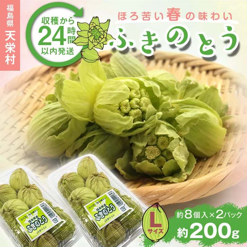 収穫から24時間以内に発送！ほろ苦い春の味わい「ふきのとう」Lサイズ200g（約16個） F21T-348