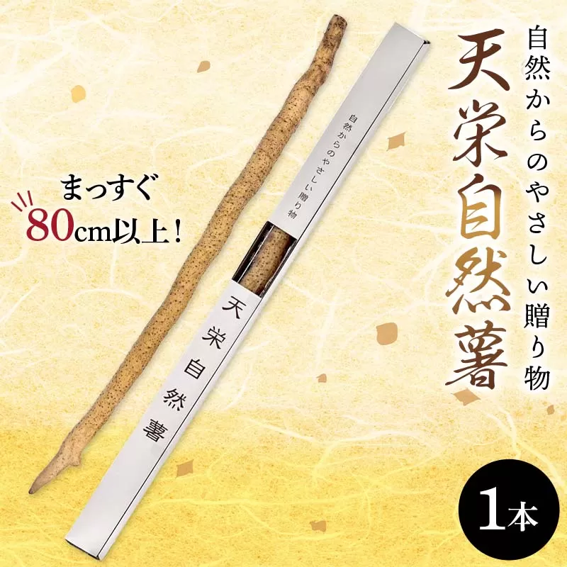 自然からのやさしい贈り物 天栄自然薯1本 贈答用にも 山芋 芋 イモ 根菜 福島県 天栄村 F21T-461
