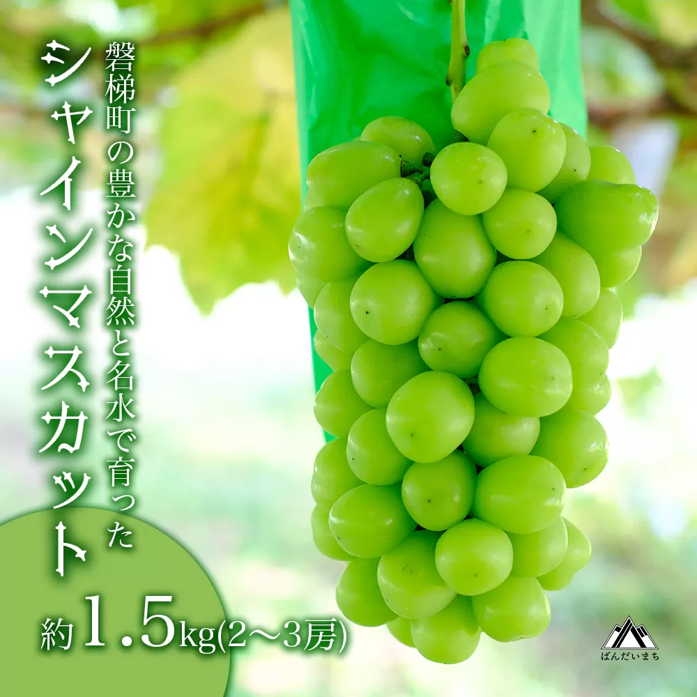 【先行予約】磐梯町産 シャインマスカット 約1.5kg（2房～3房）　※2025年9月～10月発送予定