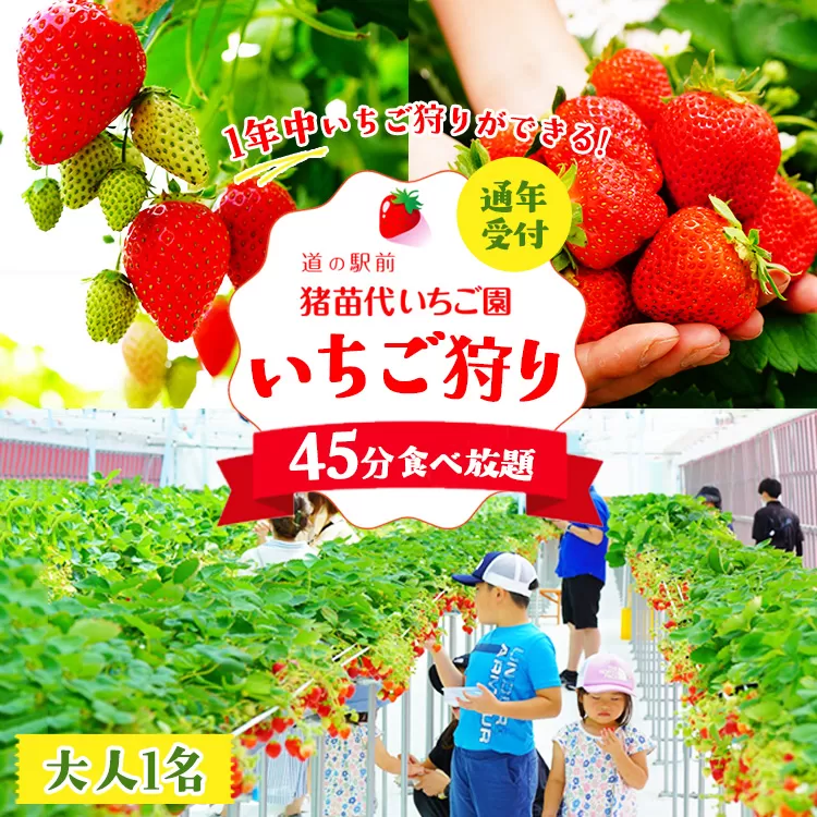 いちご狩り 1年中 「道の駅前 猪苗代 いちご園」 大人1名チケット（中学生以上） ｜ 苺 通年 猪苗代・会津地域