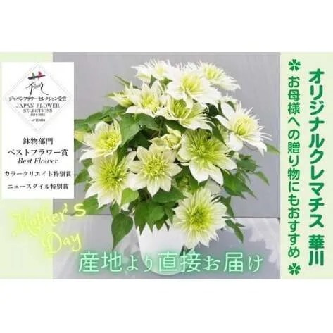【先行予約】【長谷川園芸】オリジナル クレマチス「華川」〔ベストフラワー賞受賞品種〕５寸【母の日 ギフト プレゼント 贈答 花のある生活】(AT213)