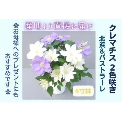 【先行予約】【長谷川園芸】クレマチス６寸２色咲き〔北浜×パストラーレ〕１鉢 【母の日 ギフト プレゼント 贈答 花のある生活】(AT216)