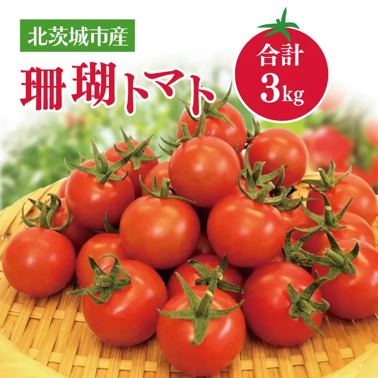 【先行予約】珊瑚トマト　3kg【野菜 トマト とまと ミニトマト みにとまと フルーツトマト 新鮮 リコピン ビタミン】（AX201）
