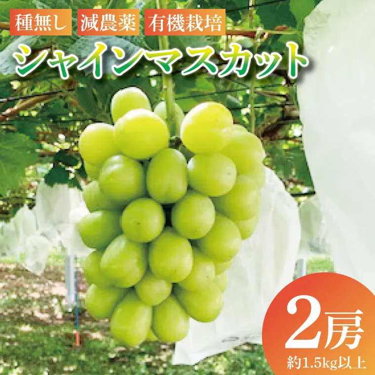 【先行予約】シャインマスカット2房（約1.5kg以上）│ フルーツ 果物 ぶどう 種なし 大粒 数量限定 茨城県（BJ001）