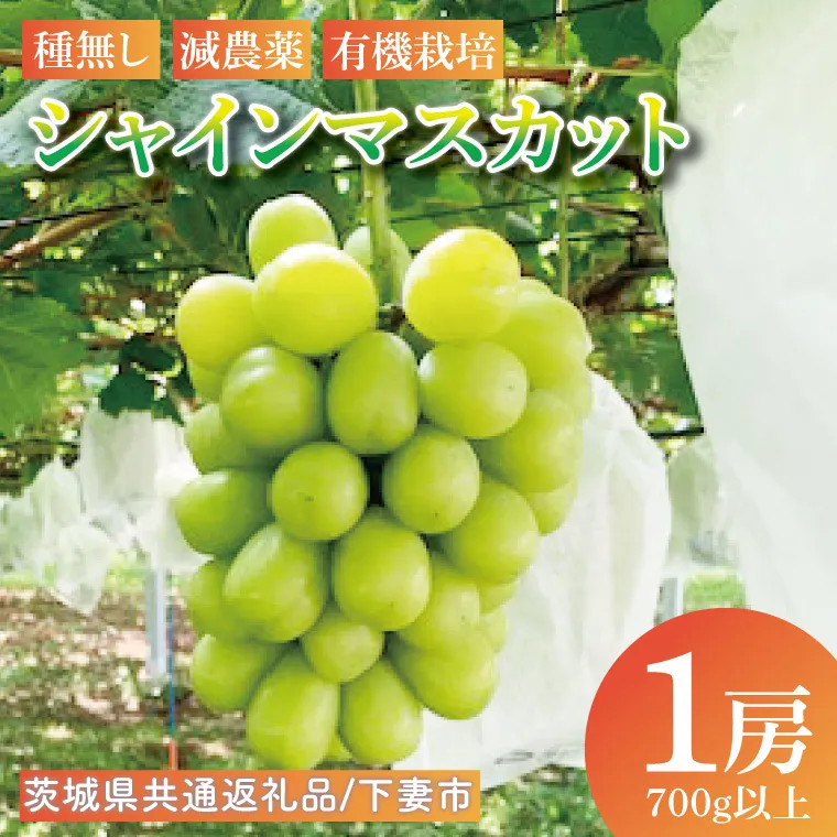 【先行予約】シャインマスカット1房（700g以上）【茨城県共通返礼品：下妻市】│ フルーツ 果物 ぶどう 種なし 大粒 数量限定 茨城県（BJ002）