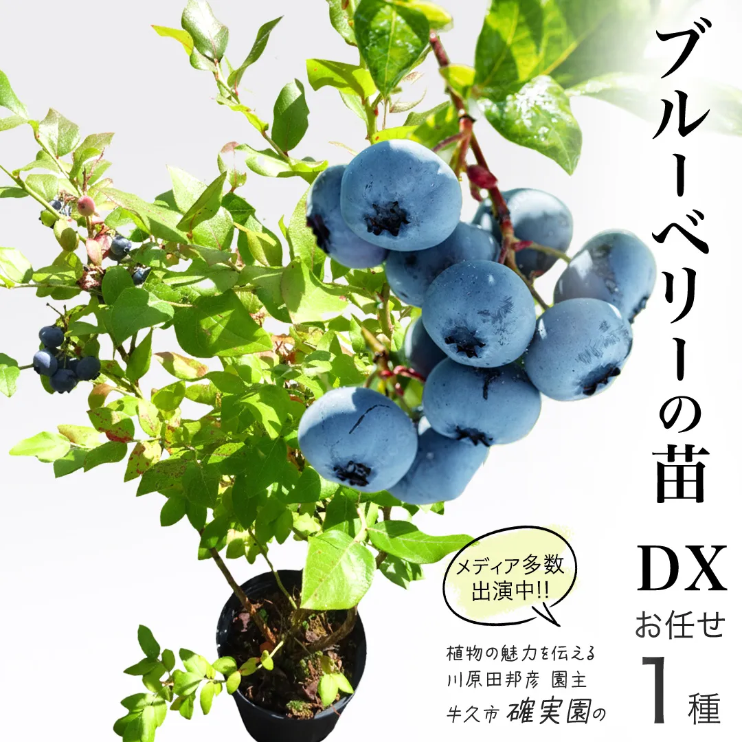 ブルーベリー の 苗 DX 1品種 （品種おまかせ） ラビットアイ系 ハイブッシュ系サザン サザンハイブッシュ系 苗木 庭木 果樹 ガーデニング 家庭菜園 果物 くだもの