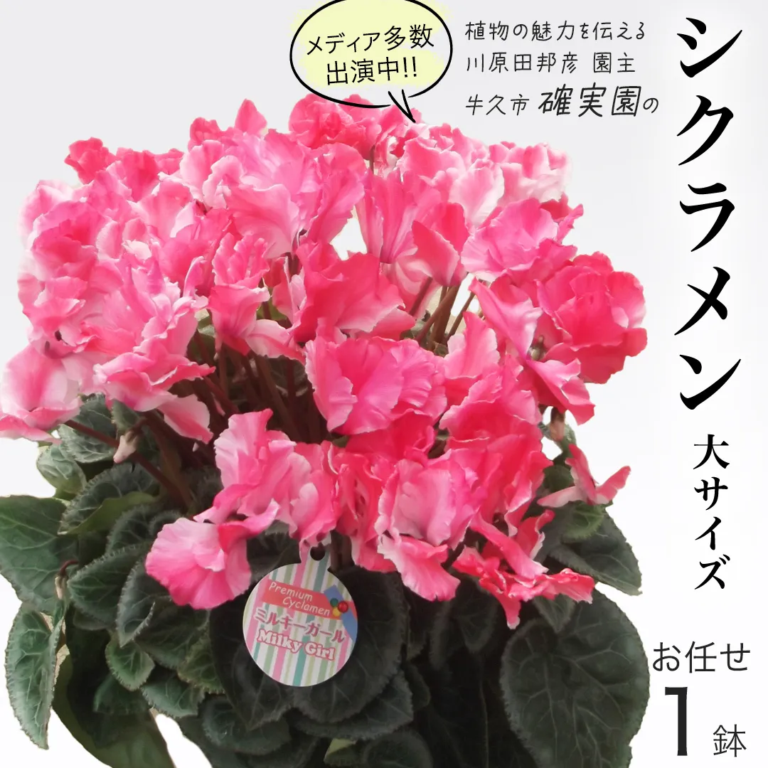 シクラメン 「大サイズ」【 おまかせ 1点 】 ガーデニング 花 はな フラワー 鉢 鉢植え 常温 ギフト プレゼント 贈り物 贈答 牛久市 確実園