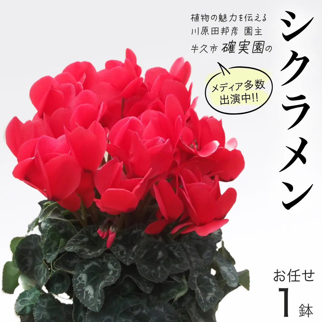 シクラメン【 おまかせ 1点 】 ガーデニング 花 はな フラワー 鉢 鉢植え 常温 ギフト プレゼント 贈り物 贈答 牛久市 確実園