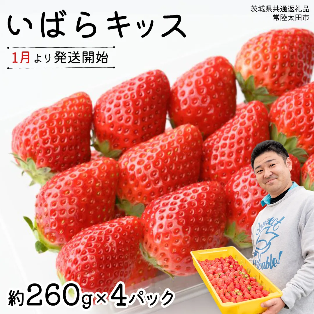 【 先行予約 】 茨城県品種 いばら キッス ( 4パック×1箱 )【 2026年1月から発送開始 】 ( 茨城県共通返礼品 : 常陸太田市 ) 約 260g × 4 パック いばらキッス いばらきっす いちご 数量限定 果物 くだもの フルーツ 苺 イチゴ 期間限定