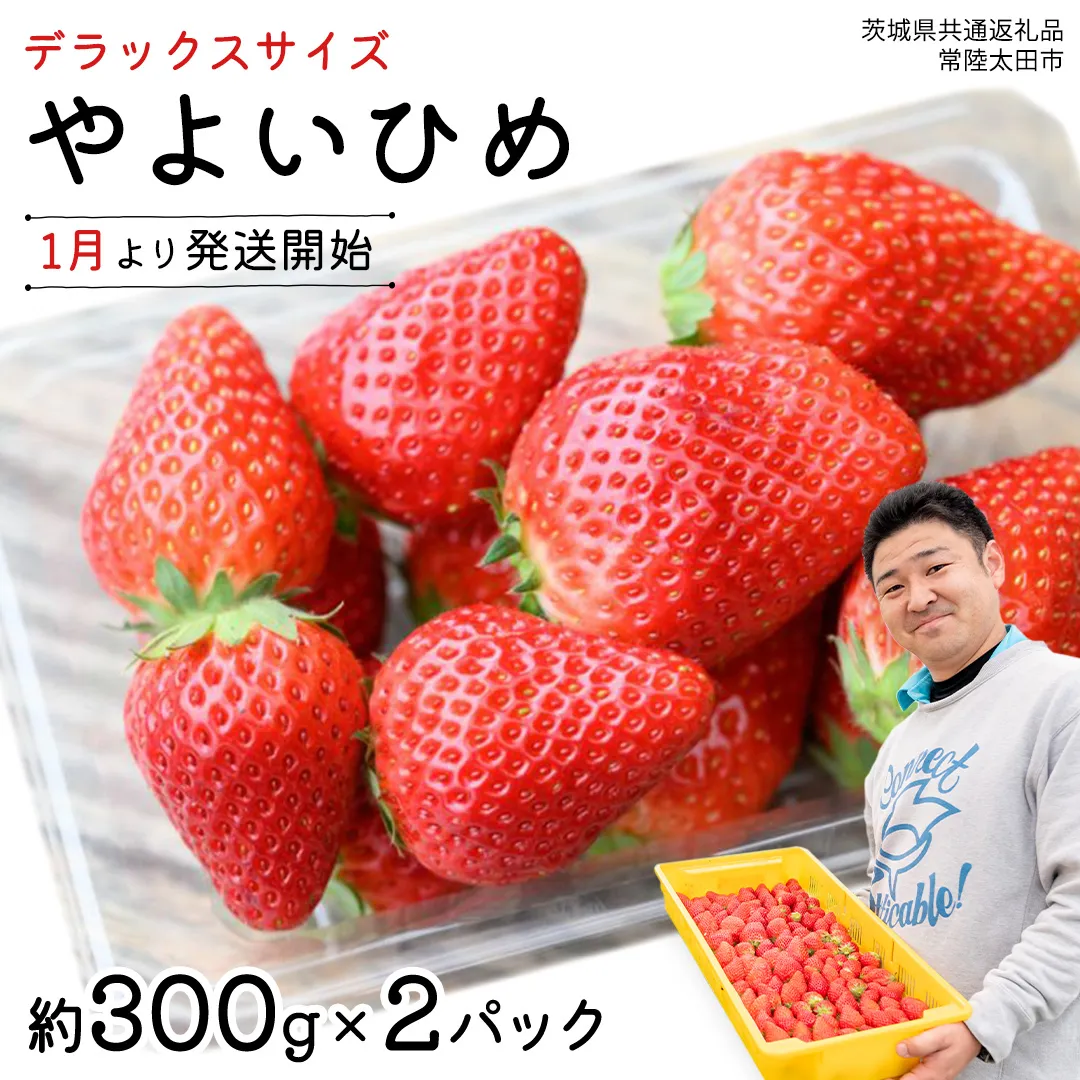 【 先行予約 】 やよいひめ ( 2パック ) 特大 デラックス サイズ 【 2026年1月から発送開始 】 ( 茨城県共通返礼品 : 常陸太田市 ) 約 300g × 2 パック やよいひめ ヤヨイヒメ 弥生姫 いちご 数量限定 果物 くだもの フルーツ 苺 イチゴ 期間限定