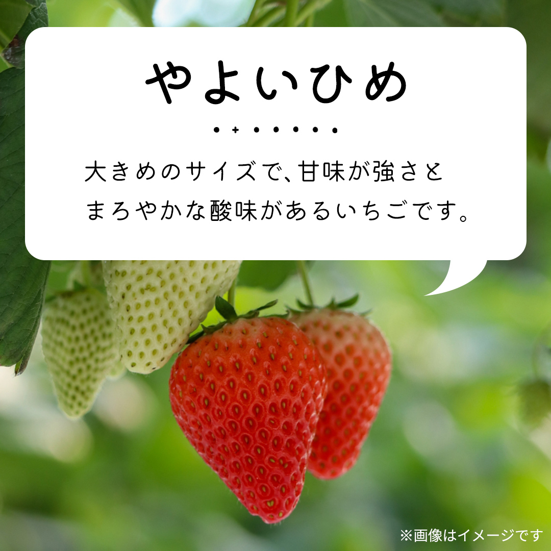 ふるさと納税】《2025年9月上旬発送開始》 茨城県産 祀れ 「 シャイン 