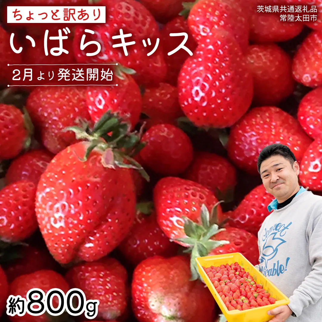 【 先行予約 】《 いばらキッス 》ちょっと訳あり イチゴ たっぷり800g バラ詰め 《 2026年2月以降発送 》（茨城県共通返礼品／常陸太田市） 訳あり いちご 苺 高糖度 甘い 加工用 生食用 ジャム 製菓用 朝採れ 新鮮 数量限定 期間限定