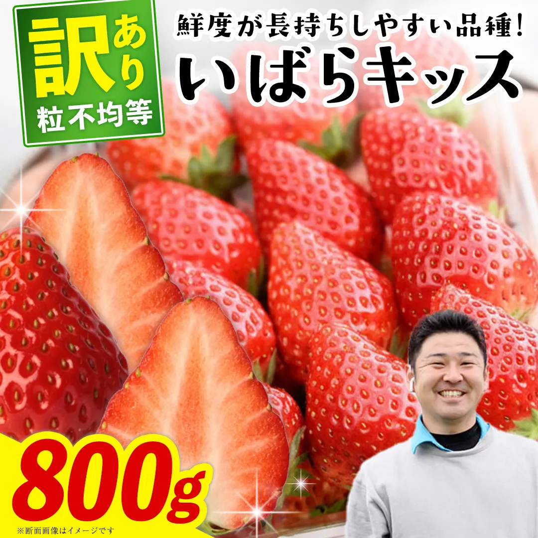 【 先行予約 】 訳あり いちご いばらキッス 800g 《 2026年2月以降発送 》 苺 果物 くだもの フルーツ 不揃い ジャム （茨城県共通返礼品／常陸太田市）