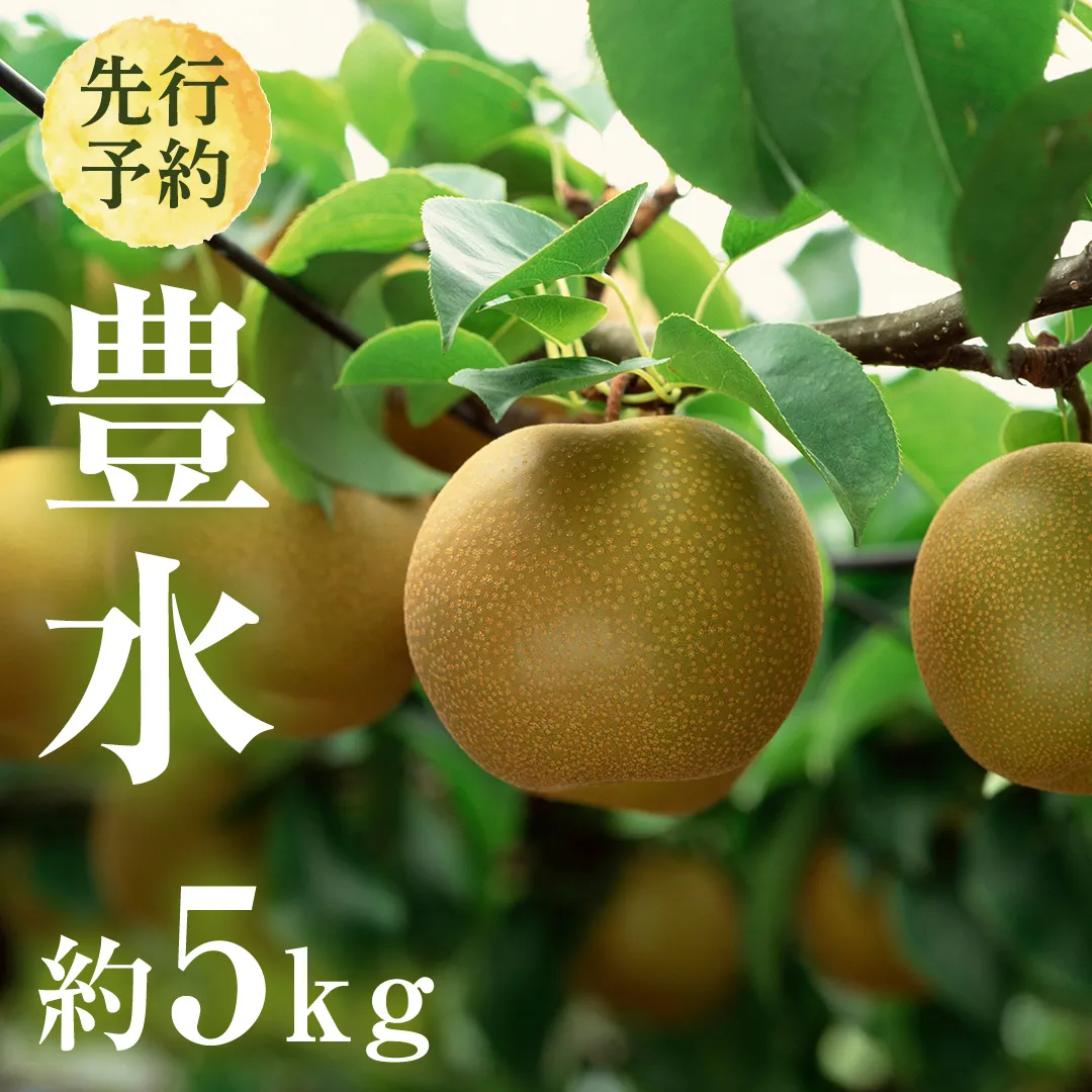 【 2026年8月下旬発送開始 】 茨城県産 梨 豊水 (約 5kg ) 10~14玉 梨 なし 和梨 日本梨 果物 フルーツ 新鮮 旬 期間限定 国産 先行予約