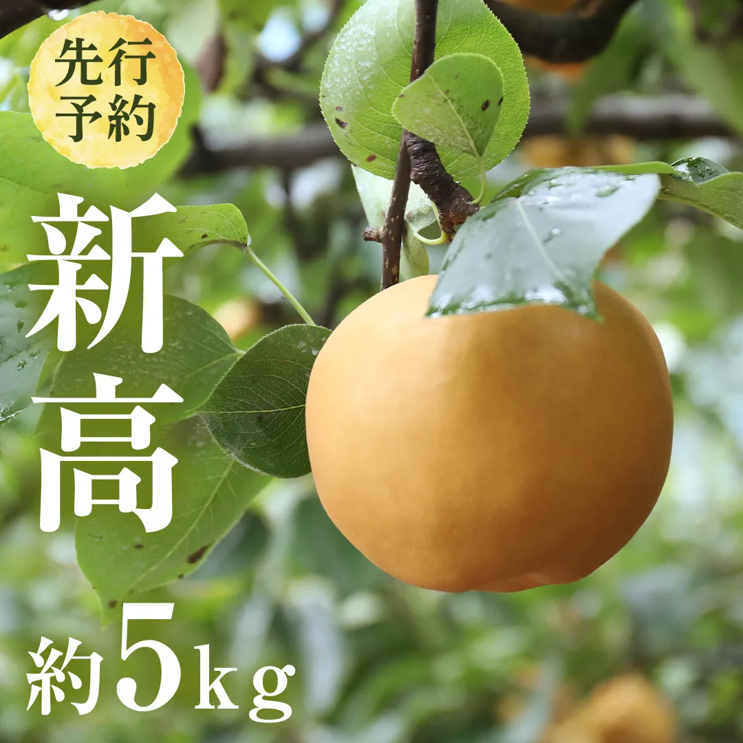 【 2025年9月下旬発送開始 】 茨城県産 梨 新高 （約 5kg ） 6～12玉 フルーツ 果物 なし ナシ 旬 新鮮 甘い 国産 ジューシー みずみずしい 先行予約