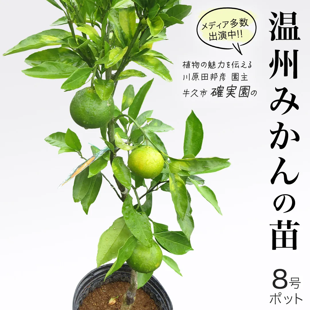 温州 みかん の 苗  8号ポット 1点 苗木 庭木 果樹 ガーデニング 家庭菜園 園芸 鉢植え 庭木 果物 くだもの  観葉植物 インテリア 植木鉢
