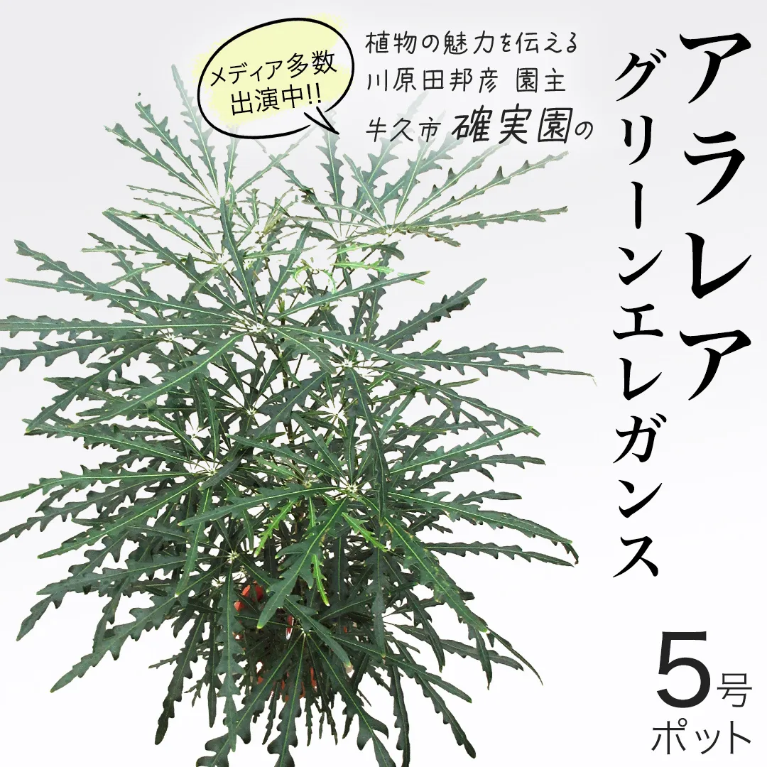 アラレア グリーンエレガンス 5号ポット 1点 家庭 で 園芸 鉢植え 苗 庭木 果樹 ガーデニング 植物 確実園 観葉植物 インテリア 植木鉢