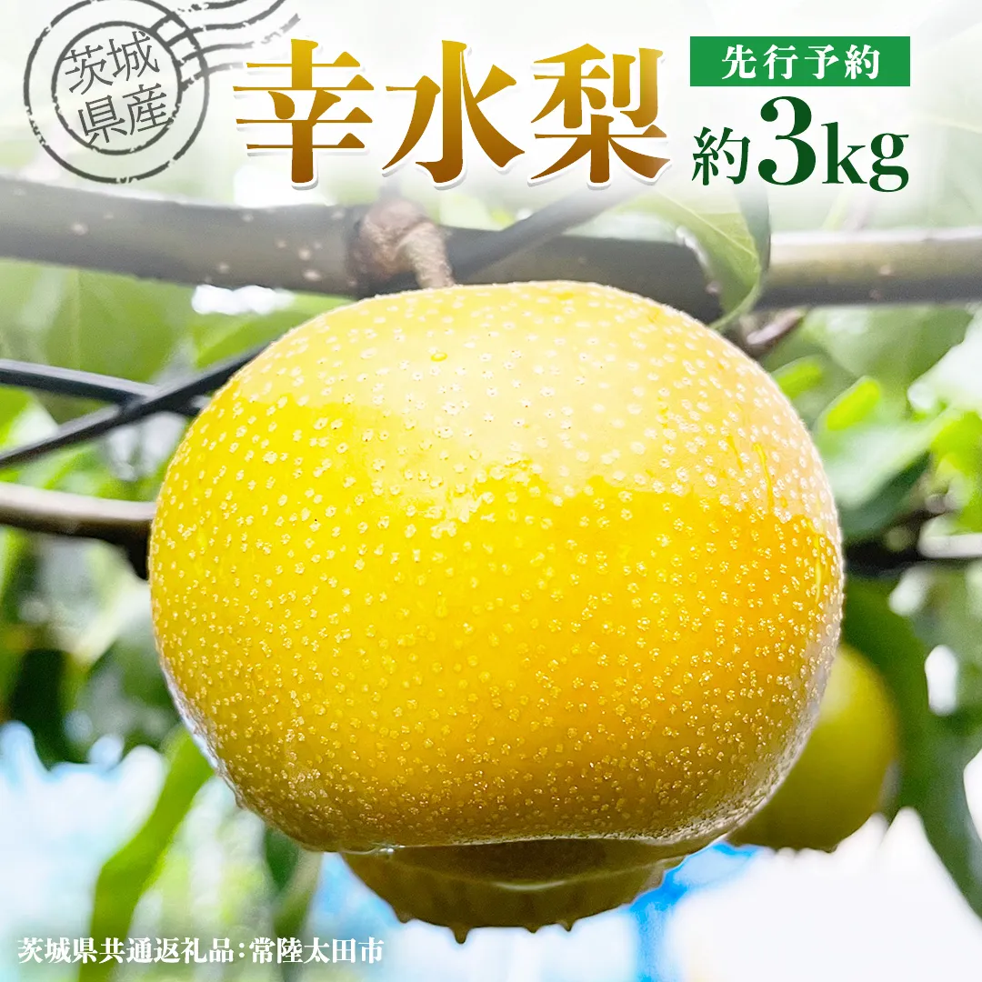 【 先行予約 】茨城県産 梨 幸水 約 3kg 7玉～9玉 ( 茨城県共通返礼品 : 常陸太田市 ) 【 2025年8月中旬発送予定】 フルーツ 果物 国産 日本産 梨 ナシ なし 和梨 桧山果樹園 期間限定 数量限定