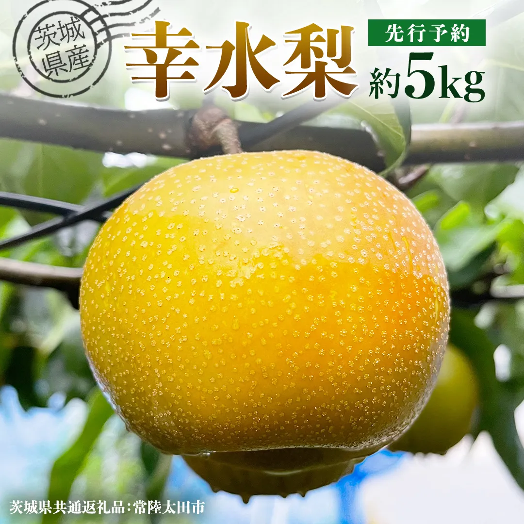 【 先行予約 】茨城県産 梨 幸水 約 5kg 11玉～16玉 ( 茨城県共通返礼品 : 常陸太田市 ) 【 2025年8月中旬発送予定】 フルーツ 果物 国産 日本産 梨 ナシ なし 和梨 期間限定 数量限定