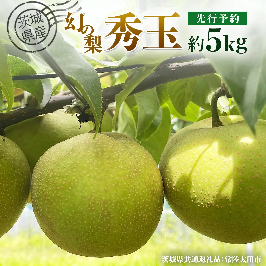 【 先行予約 】茨城県産 『幻の梨』 秀玉 約5kg 11玉～14玉( 茨城県共通返礼品 : 常陸太田市 ) 【 2025年 8月下旬頃より発送 】 フルーツ 果物 国産 日本産 梨 ナシ なし 和梨 期間限定 数量限定