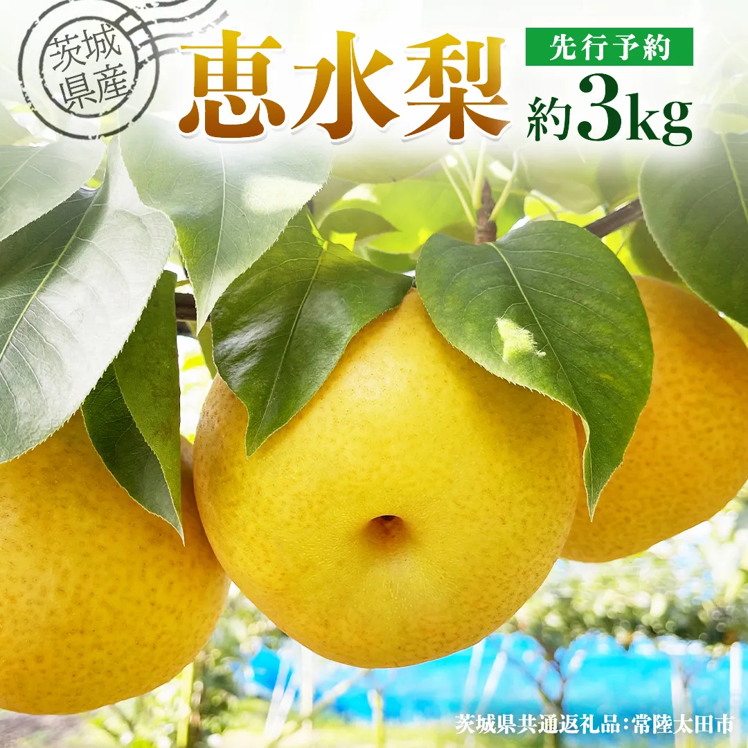 【 先行予約 】茨城県産 梨 恵水 約3kg 6玉～7玉 ( 茨城県共通返礼品 : 常陸太田市 )【 2025年 9月中旬頃より発送 】 フルーツ 果物 国産 日本産 梨 ナシ なし 和梨 数量限定