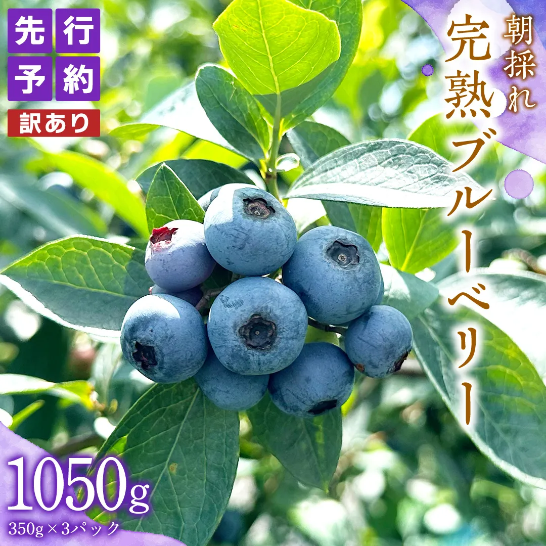 【 訳あり 】 朝採れ 完熟 ブルーベリー 1050g ( 350g × 3パック ) ぶるーべりー フルーツ 果物 くだもの 新鮮 ベリー 小分け 朝どり 国産 生
