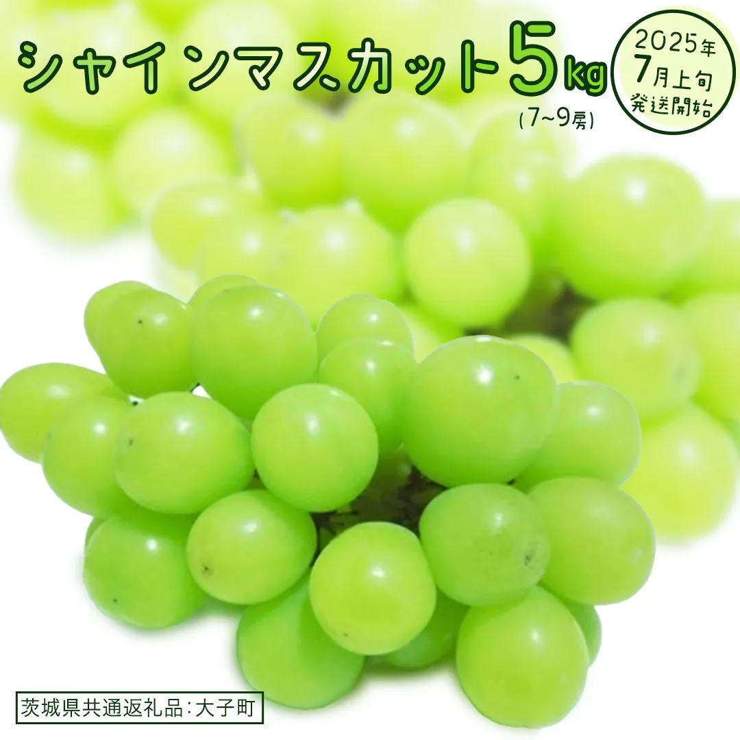 シャインマスカット 5kg (7～9房)【2025年7月上旬発送開始】(茨城県共通返礼品：大子町)　ぶどう 葡萄 ブドウ マスカット フルーツ 果物 贈答用 ギフト 贈り物