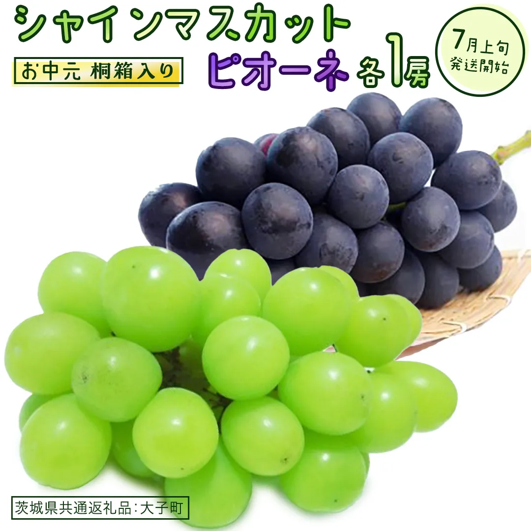【 お中元 桐箱入り 】 シャインマスカット & ピオーネ (各１房) 【2026年7月上旬発送開始】(茨城県共通返礼品：大子町) ぶどう 葡萄 マスカット フルーツ 果物 贈答用 ギフト 贈り物