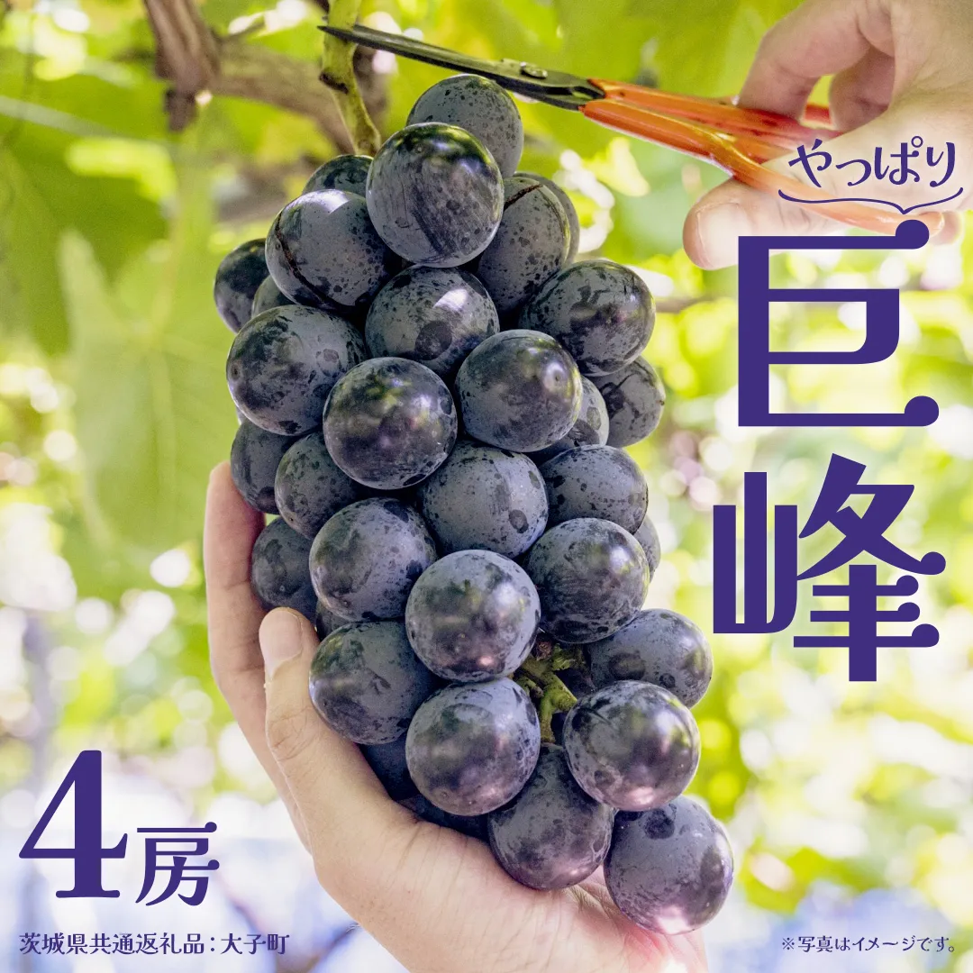 巨峰 ４房 【2026年7月上旬発送開始】(茨城県共通返礼品：大子町) ぶどう 葡萄 ブドウ フルーツ 果物 スイーツ