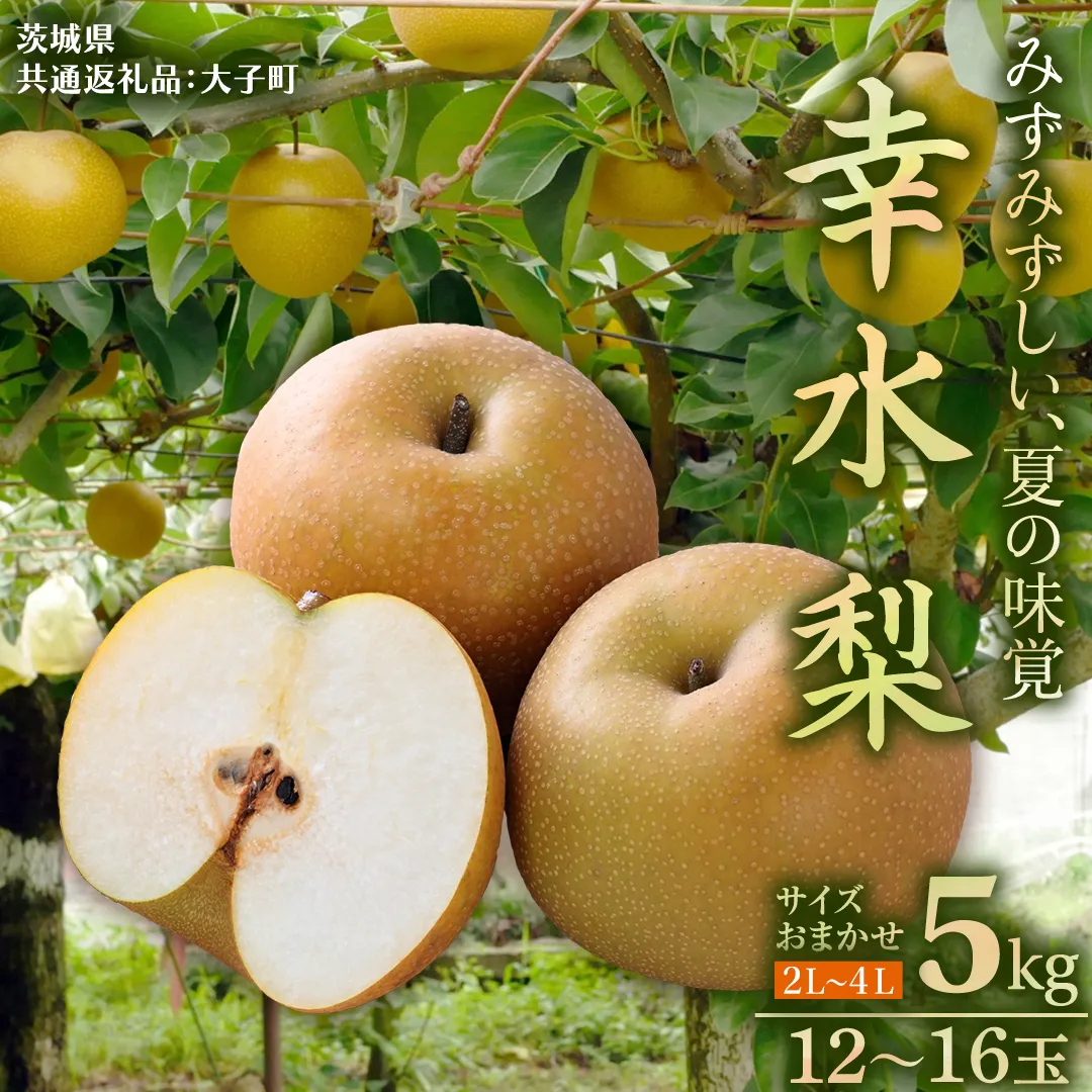 茨城県産 梨 幸水 サイズ おまかせ （2L～ 4L ） 5kg（ 12～16玉 ）【2026年8月中旬発送開始】 (茨城県共通返礼品：大子町) 梨 なし ナシ 果物 くだもの 季節 フルーツ デザート 旬果