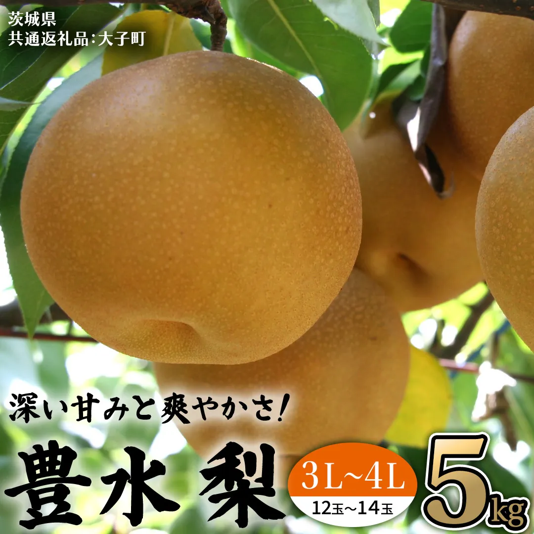茨城県産 梨 豊水 サイズ おまかせ （ 3L～4L ） 5kg （ 12～14玉 ） 【2026年9月上旬発送開始】 (茨城県共通返礼品：大子町) 梨 なし ナシ 果物 くだもの 季節 フルーツ デザート 旬果 