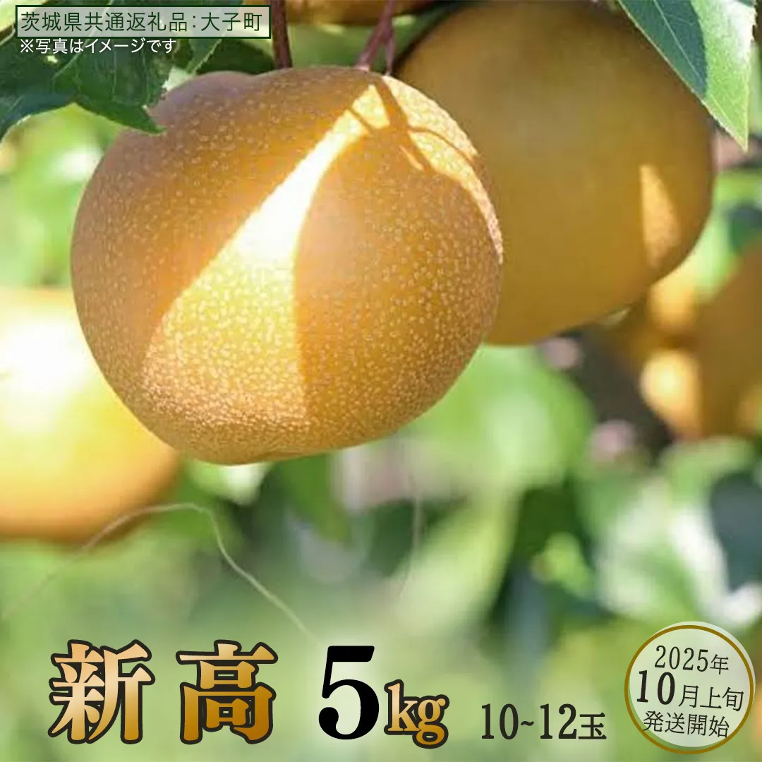新高 約5kg (10～12玉)【2025年10月上旬発送開始】(茨城県共通返礼品：大子町) 梨 なし 果物 くだもの フルーツ にいたか