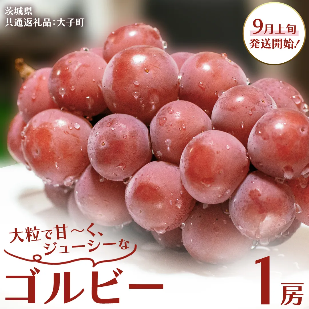 ゴルビー １房【2026年9月上旬発送開始】(茨城県共通返礼品：大子町) ぶどう ブドウ 葡萄 果物 フルーツ 果実
