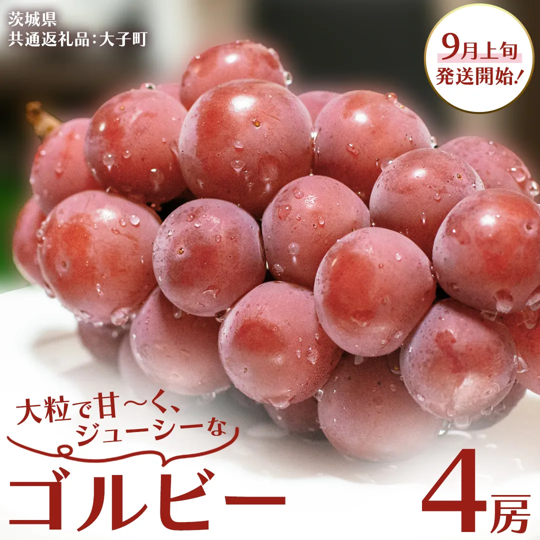 ゴルビー ４房【2025年9月上旬発送開始】(茨城県共通返礼品：大子町) ぶどう ブドウ 葡萄 果物 フルーツ 果実 
