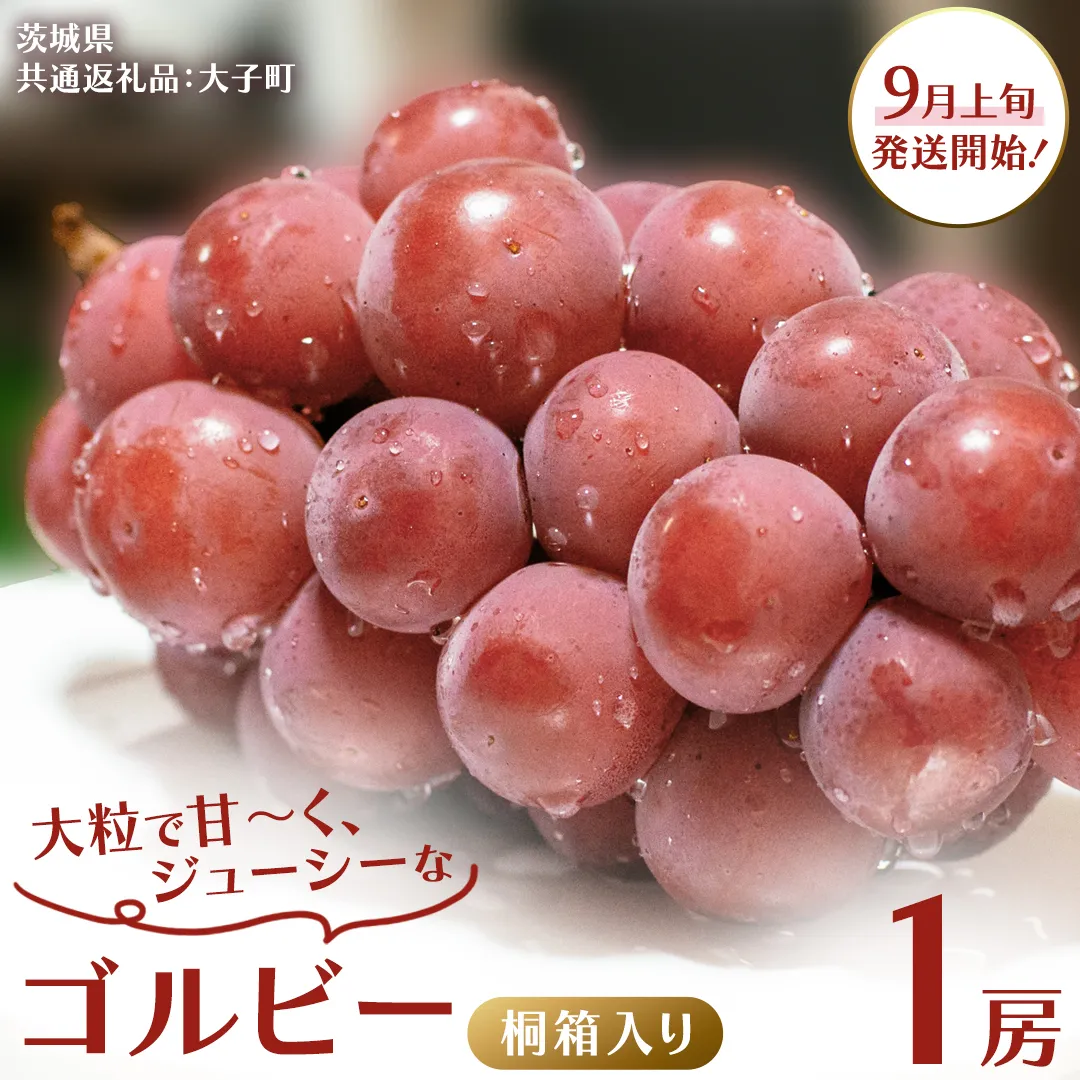 【桐箱入り】 ゴルビー １房【2025年9月上旬発送開始】(茨城県共通返礼品：大子町) ぶどう ブドウ 葡萄 果物 フルーツ 果実 贈答用 ギフト 贈り物 プレゼント