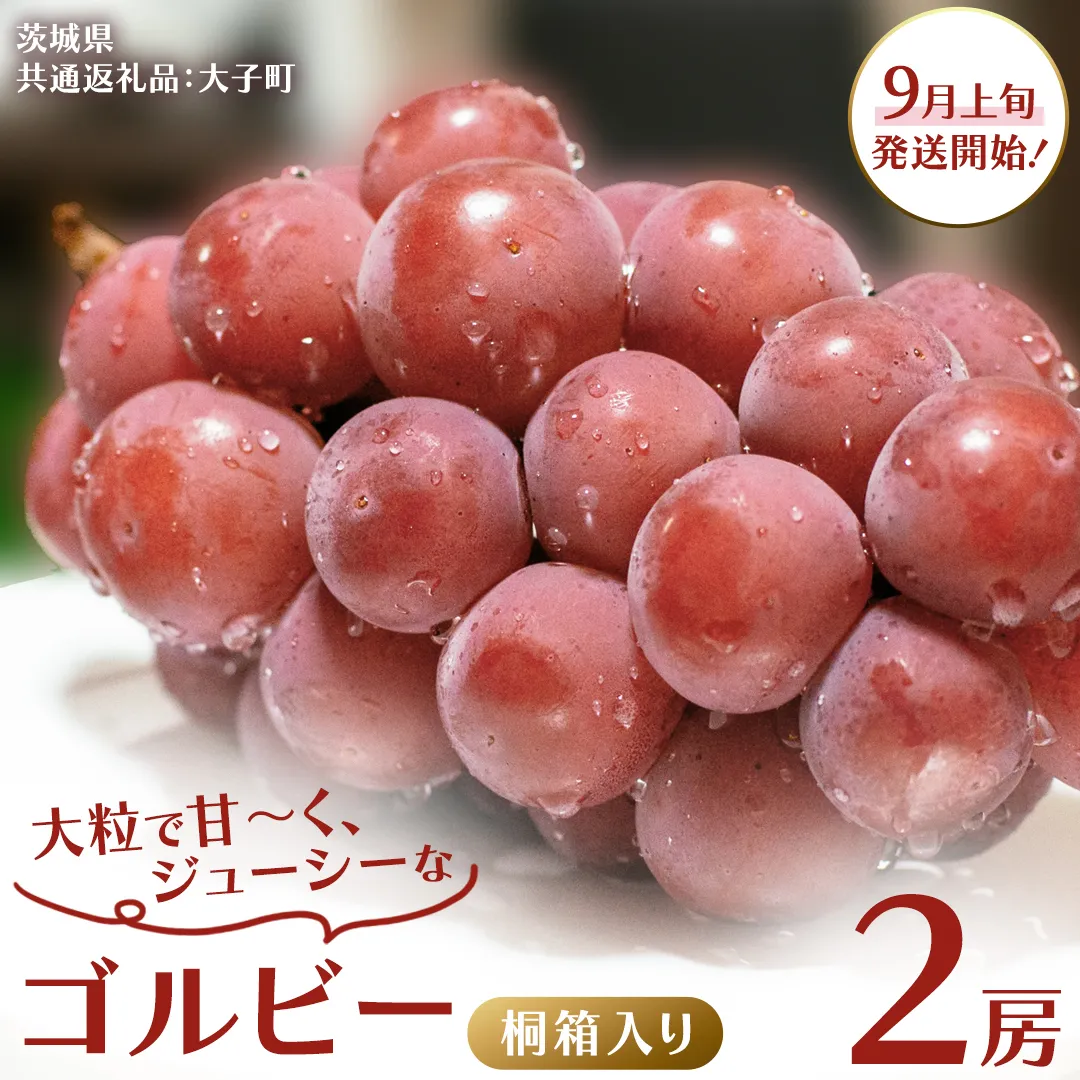 【桐箱入り】 ゴルビー ２房 【2025年9月上旬発送開始】(茨城県共通返礼品：大子町) ぶどう ブドウ 葡萄 果物 フルーツ 果実 贈答用 ギフト 贈り物 プレゼント
